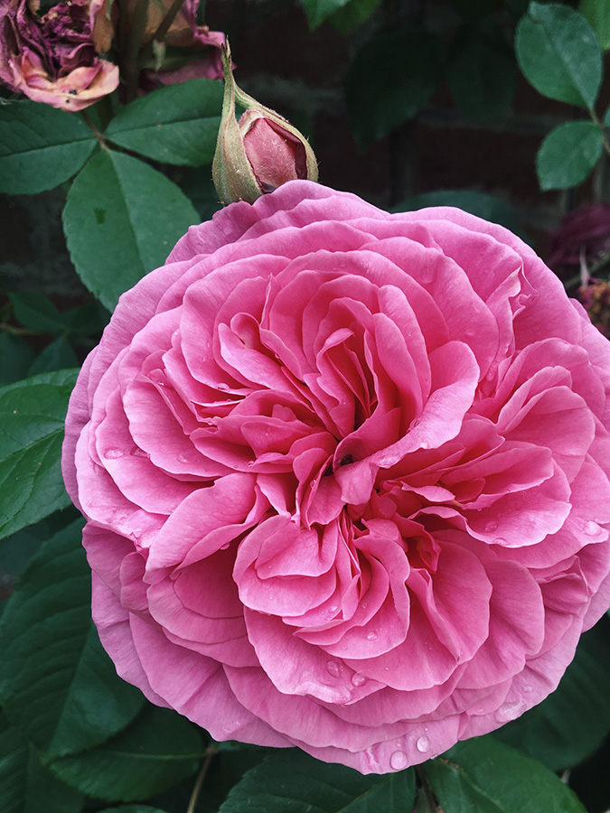 Chez Gertrude vient du rosier Gertrude Jekyll, de la célèbre paysagiste anglaise