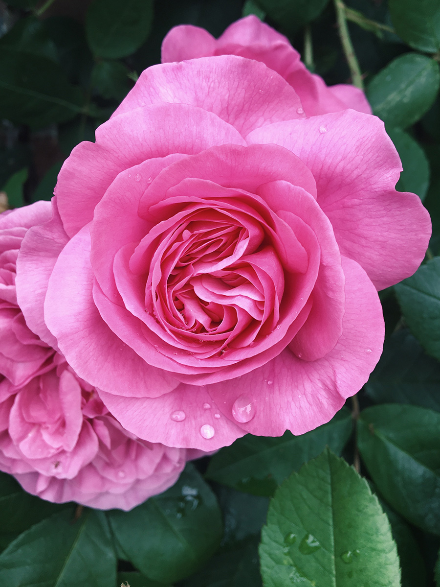 Chez Gertrude vient du rosier anglais Gertrude Jekyll